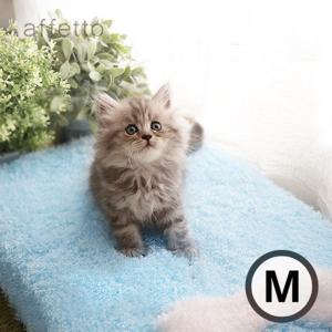 아페토 사각 쿨매트 블루 M