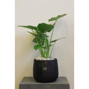 [북유럽인테리어화분/친구개업선물]알로카시아