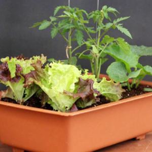 미니당근 오이 방울토마토 베란다텃밭화분