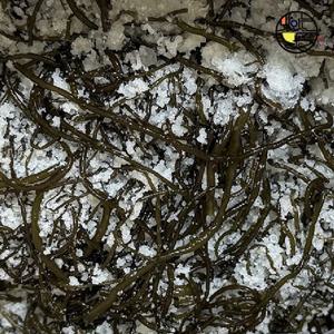 완도 염장 꼬시래기 1.5kg