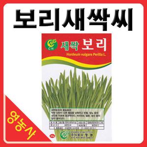 새싹보리씨앗- 보리싹 보리