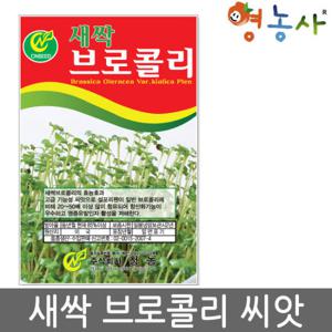 새싹브로콜리씨앗 브로콜리싹 브로콜리씨앗 씨앗