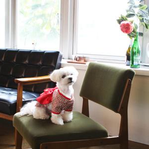 다솜 홍단한복 (여) 강아지한복