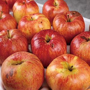 [오늘담은] 경북사과/주스용 사과 4kg / 랜덤과