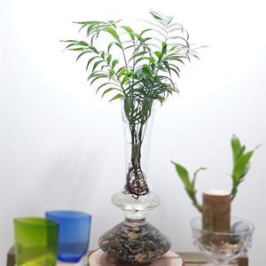 수경식물 테이블야자 실내공기정화식물 수경재배 유리화병포함