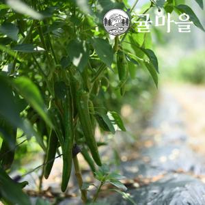 귤마을 국내산 알싸한 청양고추 10kg내외