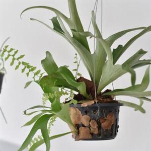 아트박스/디어먼트 행잉플랜트 박쥐란 인테리어 공기정화식물