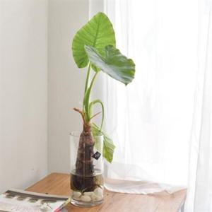 아트박스/디어먼트 알로카시아 수경식물 화병세트 인테리어 식물