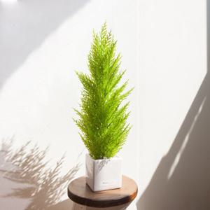 대형 율마 조화 화분 오색자갈 set 56cm 인테리어 테이블 행사 장식 소품 꾸미기