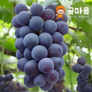 귤마을 국내산 거봉 포도 2kg 3-4송이