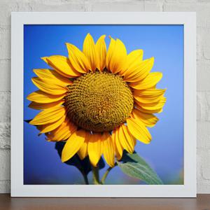 [꾸밈] iw503-인내와희망을상징하는꽃_해바라기_인테리어액자