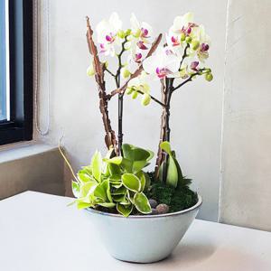 [전국당일배송] 그린베어 서양란[승진/취임/난/축하선물]