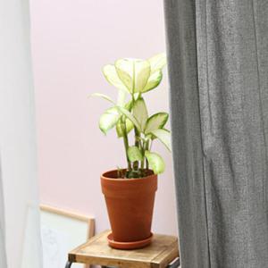 아트박스/메종드룸룸 세인트 체크 커튼