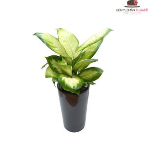 [젠틀맨플라워] 개업화분 공기정화식물 마리안느 (FR0026)