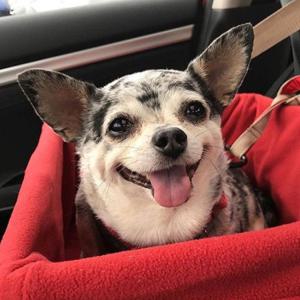 커고 헤더 부스터시트 강아지카시트 이동장