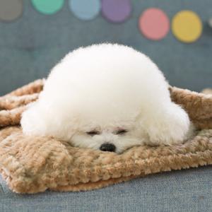 [펫츠랜드] 포그니 강아지이불 M /강아지이불/애견담요