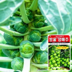 방울양배추 씨앗 (500립)  양배추씨앗 채소씨앗 야채
