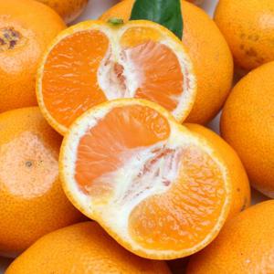 제주돌담 조생 노지 감귤 9kg 로얄과(S-M)