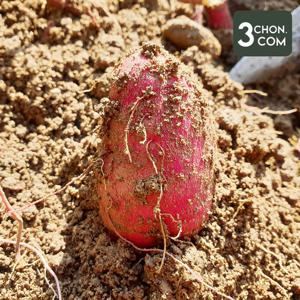 [삼촌밥먹자] 해남 강미자님의 고당도 꿀고구마(왕특/대) 10kg