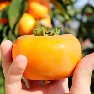 순천 단감 5kg 대 (21-25과) 제철 과일 아삭 부유 차량