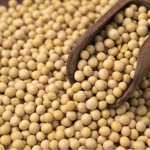 국산 백태 500g x 2봉 l 메주 콩국수 두유 콩 잡곡 l 지퍼팩 소포장