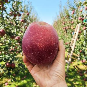 안동 감홍사과 대과 5kg (12~17과)