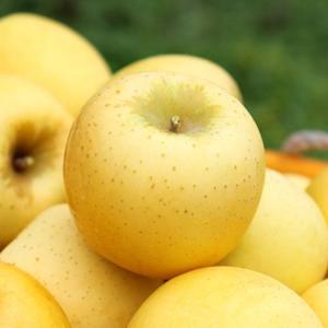 청송 시나노 골드 사과 2kg 중소과 (8-11과) 제철 과일 황금 청송사과