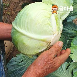 국내산 양배추1통 개당 1.8-2.5kg내외