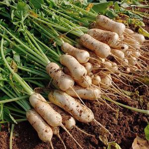 [산지직송] 여수 돌산 알타리무 3kg