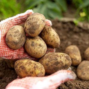 갤러리아_포슬포슬 햇감자 10kg 특