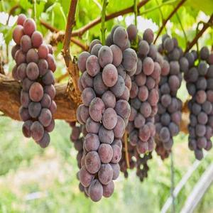 국내산 노지 일반 거봉포도 1kg(2송이)/25년햇과