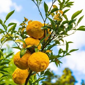 국내산 남도 생유자 2kg 12-20개