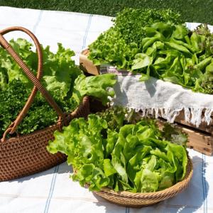 [당일수확발송] 무농약 유럽 샐러드 채소 1kg 모듬쌈채소