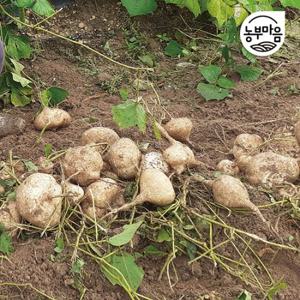 [농부마음]가정용 히카마 생과 맥시코 감자  암빈10kg(랜덤)