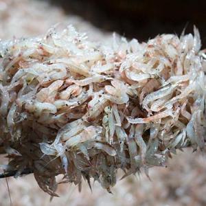 인천 김장새우 김장용 생새우 동백하 냉동 1kg 젓갈용