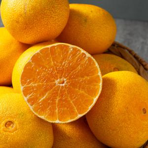 제철진미 제주 황금향 소과 25kg (20-25과 내외)