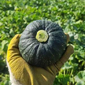 제주 햇 미니 단호박 밤호박 로얄 2.5kg