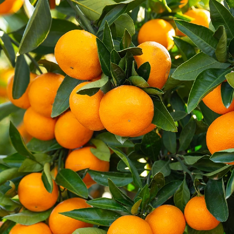 제주 제철 감귤 4.5kg / 9kg 새콤달콤 풍부한 비타민 신선 제주만감류