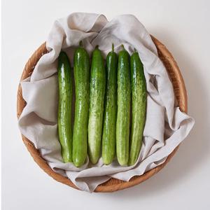 늘바른 국산 친환경 무농약 백오이3입 3봉