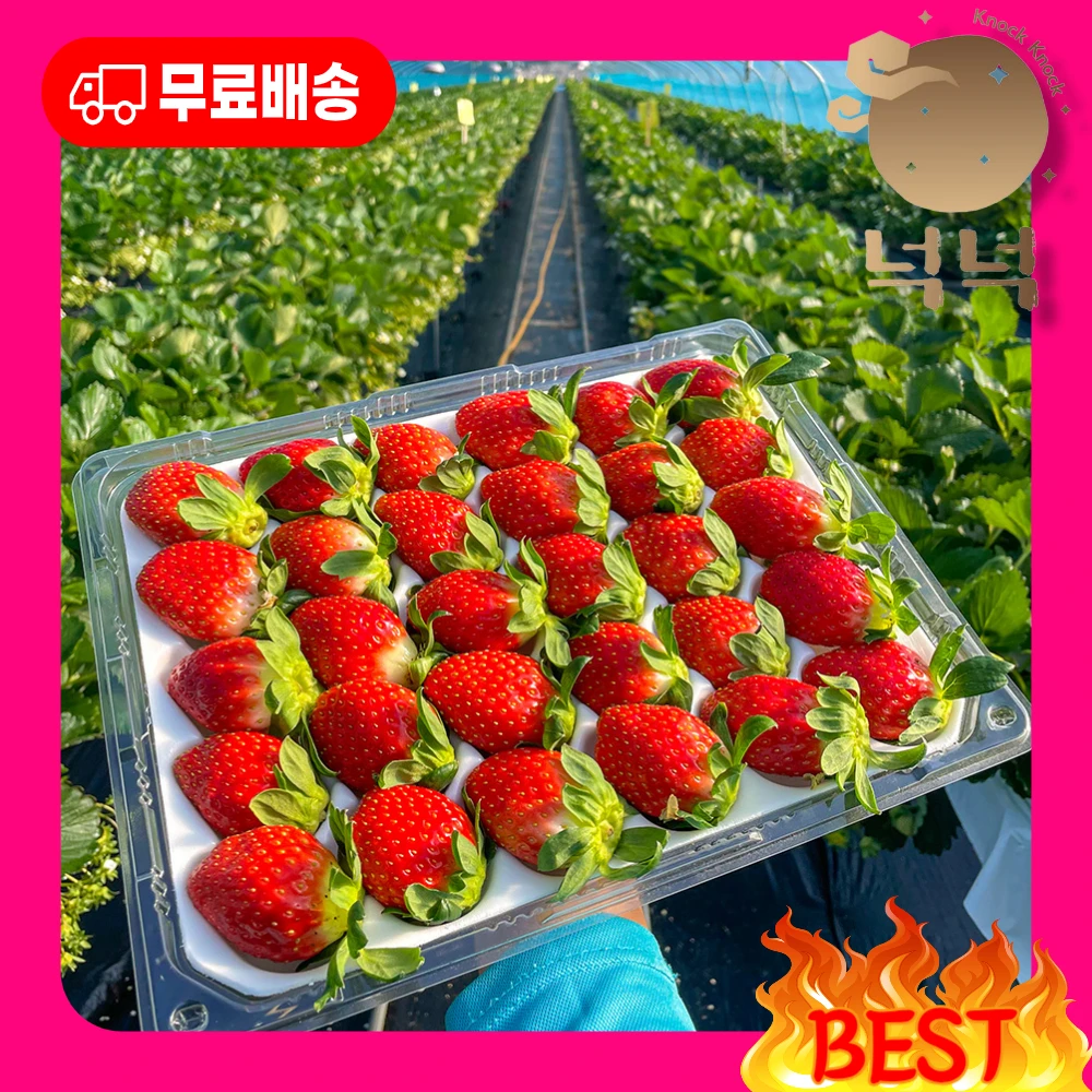 대표님이 미쳤어요... 역대급 특가... [넉넉] 프리미엄 고당도 설향 딸기 750g, 1.5kg 특, 상