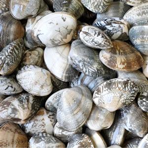 [푸디앤] 고창 하전마을 참바지락 5kg-17kg /해수세척 및 해감, 2차 선별 및 재해감 / 대형업소 납품중