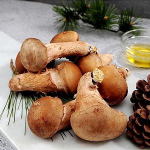 참송이버섯 500g 1등급