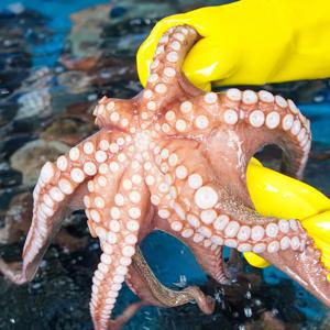 자연산 돌문어 제수용 통 활문어 1kg (2-4미) 주문