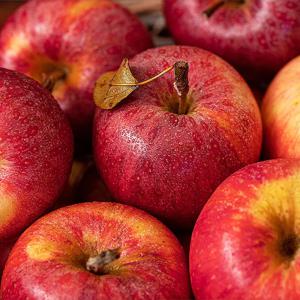 감홍사과 가정용 5kg 16과~22과