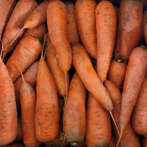하우스에서 자란 아삭하고 달큰한 경남 당근 1kg 3kg 5kg 10kg
