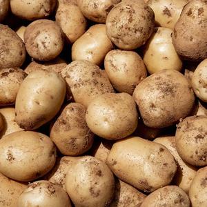 국내산 햇감자 (중) 2kg 부터 포슬포슬 우리감자 국민간식 땅속의사과