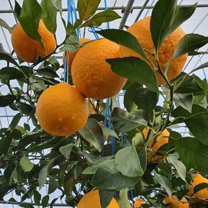 한라산의 정기를 먹고자란 제주 한라봉 가정용/정품 2kg,4.5kg