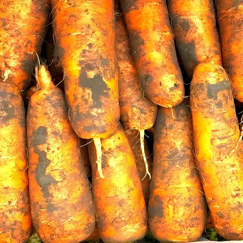 [제주땡큐베리팜] 제주 구좌 당근 흙당근 [특] 5kg 10kg 제주도 당근 주스용 조림용 아삭아삭  이유식