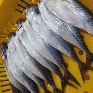 [푸디앤]부산 자반고등어10미(대) 미당 손질 후 310-370g