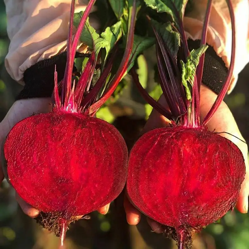 제주레드비트(혼합랜덤크기) 2kg 부터 건강채소 레드푸드 슈퍼푸드 산지직송